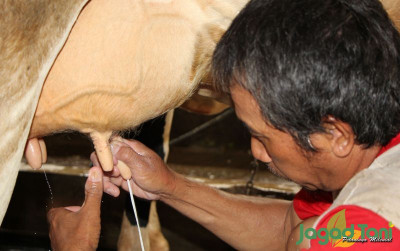 uploads/news/2024/03/cara-mengolah-susu-sapi-42093c8f0036a9f_400.jpg