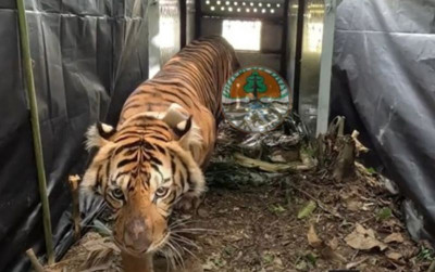 uploads/news/2024/03/dua-harimau-sumatera-dilepasliarkan-648849905e4bced_400.jpg