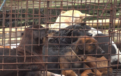 uploads/news/2024/03/perdagangan-daging-anjing-dan-96569de4c75b48d_400.jpg