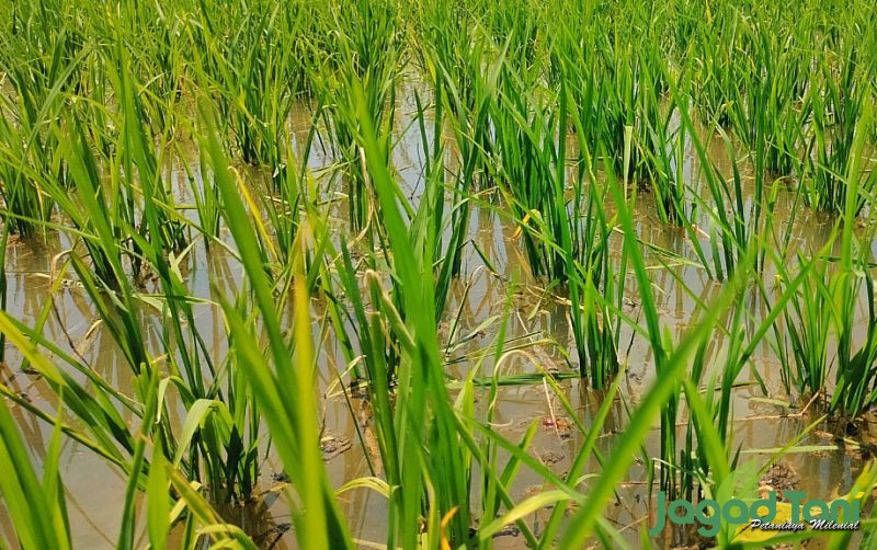 uploads/news/2024/03/potensi-cuaca-ekstrem-masih-36103337f17e412.jpg