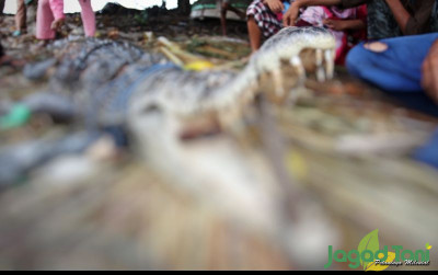 uploads/news/2024/03/seekor-buaya-di-parigi-9838336eba31575_400.jpeg