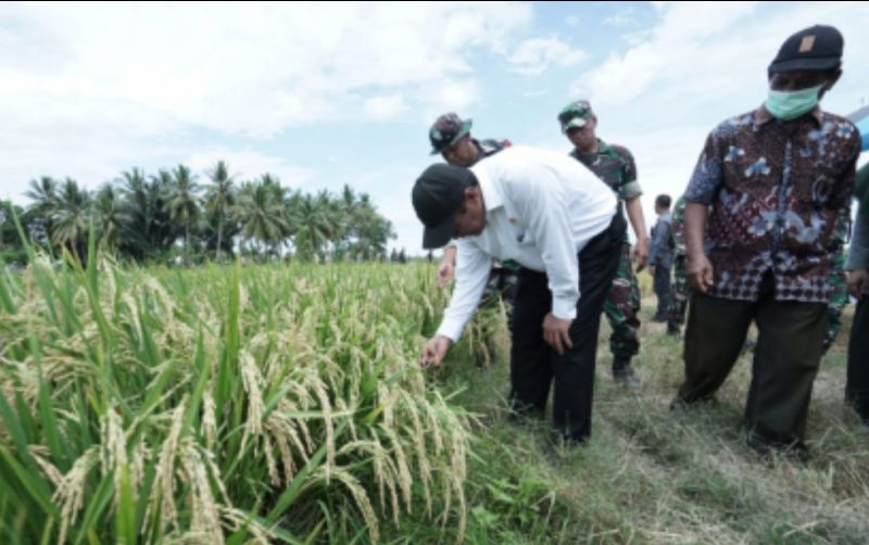 uploads/news/2024/03/sejarah-pertanian-indonesia-alokasi-74688b58206f689.jpg