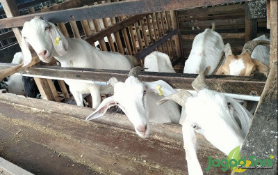 uploads/news/2024/04/mz-farm-jaga-pakan-1213687c9951011_400.jpg