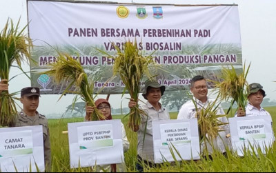 uploads/news/2024/04/padi-varietas-biosalin-dikembangkan-99605a1f0faf86a_400.jpg