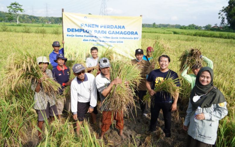 uploads/news/2024/04/panen-perdana-varietas-padi-24640da8ff8fd50.jpg