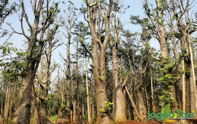 uploads/news/2024/05/baobab-pohon-kehidupan-122967839991d4b_400.jpg