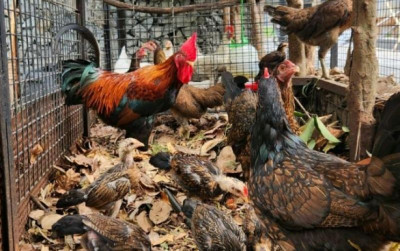 uploads/news/2024/05/composting-chicken-coop-manfaatkan-72557745677a215_400.jpg