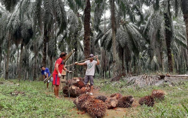 uploads/news/2024/05/faktor-penyebab-produksi-kelapa-76668e2ec3f00b1.jpg