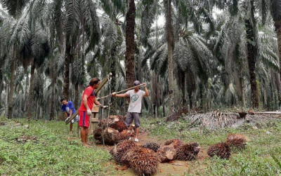 uploads/news/2024/05/faktor-penyebab-produksi-kelapa-76668e2ec3f00b1_400.jpg
