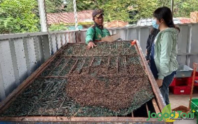 uploads/news/2024/05/larva-bsf-upaya-dlh-47400bb65bbde6c_400.jpg