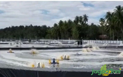 uploads/news/2024/05/membangun-tambak-udang-ramah-72311841a84a679_400.jpg