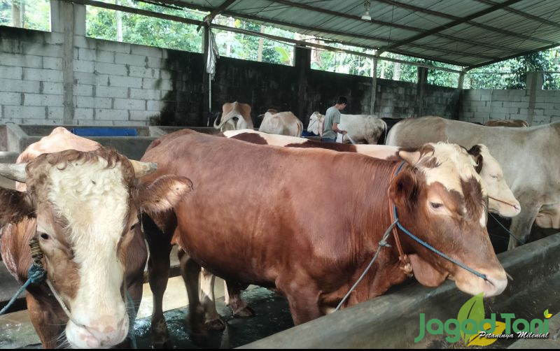 uploads/news/2024/05/memilih-sapi-kurban-yan-23046b4a5200b2b.jpg