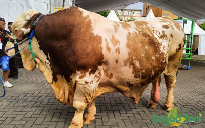 uploads/news/2024/05/mengenal-sapi-rossi-pemenang-3189248fd4e32cb_400.jpg