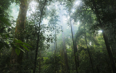uploads/news/2024/05/peran-hutan-indonesia-memiliki-1431959d658c800_400.jpg
