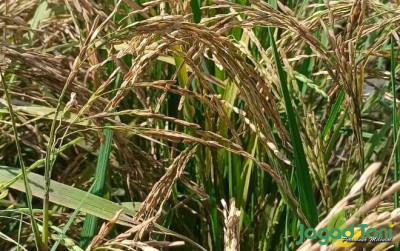 uploads/news/2024/05/petani-desa-tasikmadu-gagal-5436687161685e3_400.png