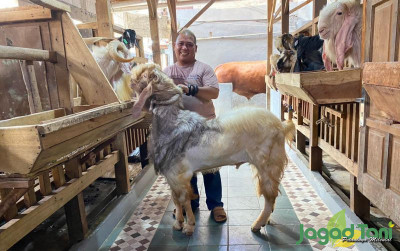 uploads/news/2024/05/samson-kambing-cross-boer-516483e5ece1fe7_400.jpg