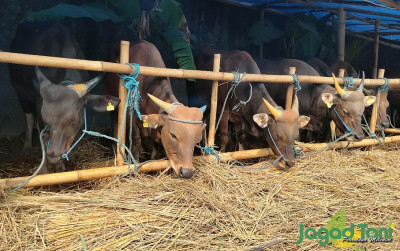 uploads/news/2024/05/sapi-ekonomis-harga-rp12-89818e540794c1e_400.jpg