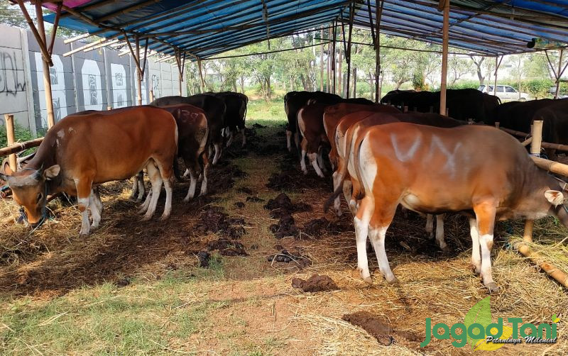 uploads/news/2024/05/update-harga-sapi-kurban-684687842fff38a.jpg