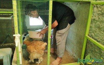 uploads/news/2024/05/usir-aroma-kotoran-ayam-7157951f2d4d60b_400.jpg