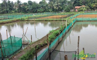 uploads/news/2024/06/budidaya-bibit-ikan-bisnis-757302209ac5372_400.jpg