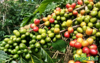 uploads/news/2024/06/budidaya-kopi-mbajing-di-88638db50dfe7a1_400.jpeg