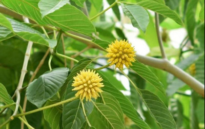 uploads/news/2024/06/budidaya-kratom-tanaman-surga--931697153dc9e97_400.jpeg