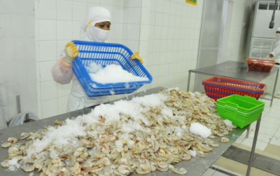 uploads/news/2024/06/diversifikasi-pasar-udang-indonesia--46462247c8d6a34_400.jpg