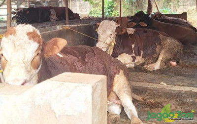 uploads/news/2024/06/harga-jual-sapi-tetap-345423279082c81_400.jpeg