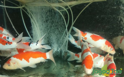 uploads/news/2024/06/ikan-koi-murah--9801498138179aa_400.jpg