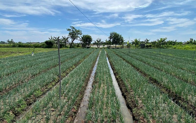 uploads/news/2024/06/kampung-holtikultura-jadi-prioritad-864917830f5d995_400.jpg