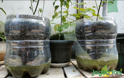 uploads/news/2024/06/menanam-cabe-di-lahan-9030343f8950bce_400.jpg