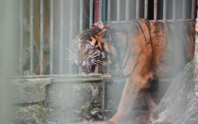 uploads/news/2024/06/pelepasan-putih-malambin-harimau-25082fafb9e1f00_400.jpeg