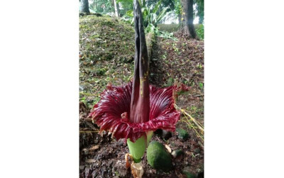 uploads/news/2024/06/pesona-bunga-bangkai-mekar-94713a8c8d57e49_400.jpg