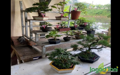 uploads/news/2024/06/petani-urban-di-pinggir-98298813a7d4f31_400.jpg