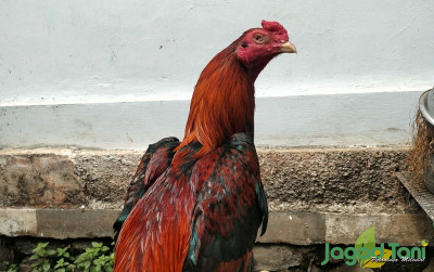 uploads/news/2024/06/resep-rahasia-perawatan-ayam-39635b7f0f100c6_400.jpg