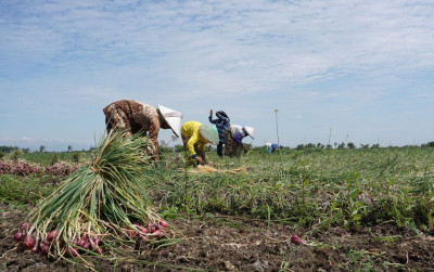 uploads/news/2024/07/-produksi-sayuran-dan-buah-61287c1a613dc38_400.jpg
