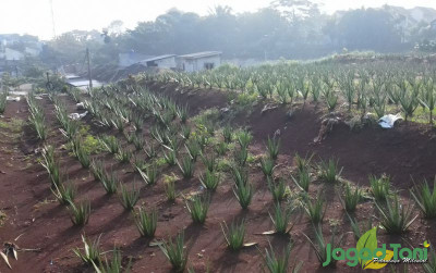 uploads/news/2024/07/budidaya-lidah-buaya-15928a94377c8b6_400.jpg