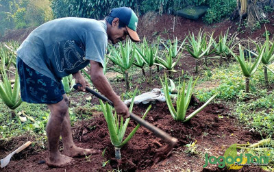 uploads/news/2024/07/cara-mudah-menanam-lidah-15908da3e421173_400.jpg
