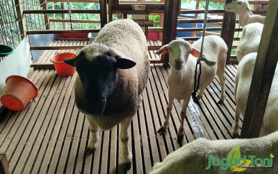 uploads/news/2024/07/farm-68-sediakan-bibit-60316cc57ab6c32_400.jpg