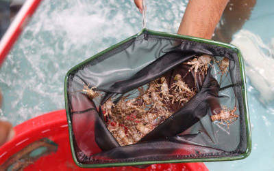uploads/news/2024/07/implementasi-pengelolaan-lobster-terus-680676552ba865c_400.jpg