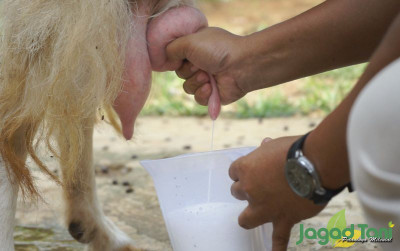 uploads/news/2024/07/kambing-perah-solusi-tingkatkan-81048ae6cd283f4_400.jpg