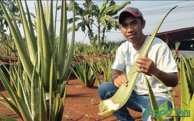 uploads/news/2024/07/lidah-buaya-jadi-tanaman-54047f79193ba8e_400.jpg