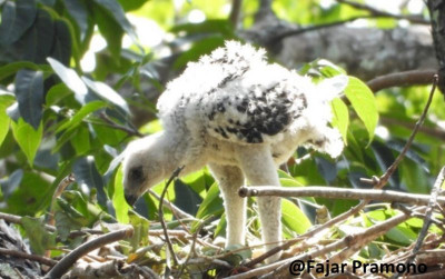 uploads/news/2024/07/pemantauan-perkembangan-anak-elang-588324ad442894d_400.jpg