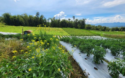 uploads/news/2024/07/pengembangan-kampung-hortikultura-ramah-291287676a3dca2_400.jpg