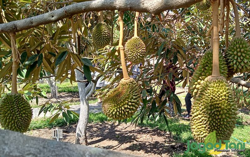 uploads/news/2024/11/brin-dorong-pemuliaan-durian-64170a468757663.jpg