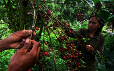 uploads/news/2024/11/mengenal-kopi-liberika-sendoyan--3795582b301ac70_400.jpg