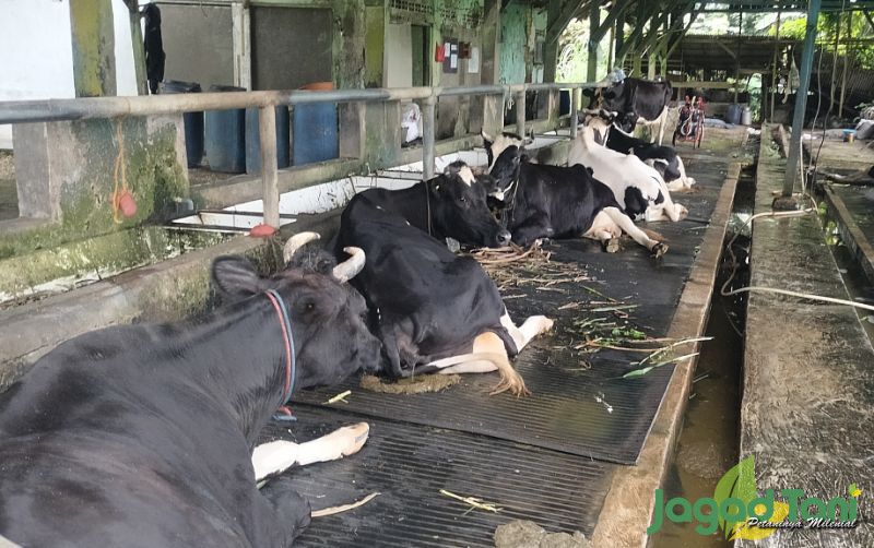 uploads/news/2024/11/mengenal-penyakit-diare-sapi-179135328dc197a.jpg