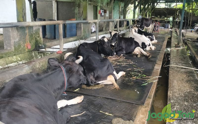 uploads/news/2024/11/mengenal-penyakit-diare-sapi-179135328dc197a_400.jpg
