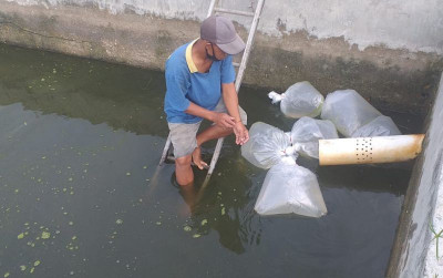uploads/news/2024/11/pendederan-patin-siam-tanpa-7177754cbaae613_400.jpg