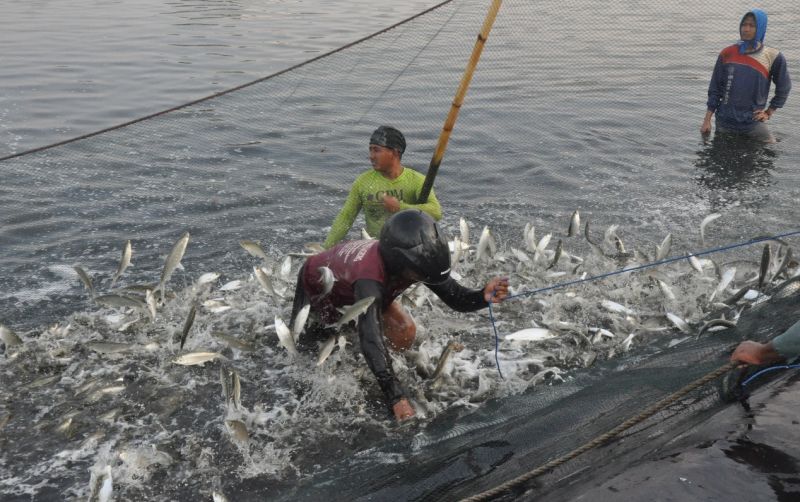 uploads/news/2024/11/produktivitas-komoditas-perikanan-indonesia-32526974fbc9577.jpg